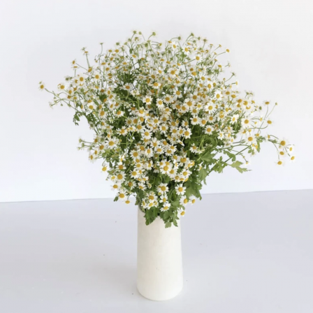 Feverfew